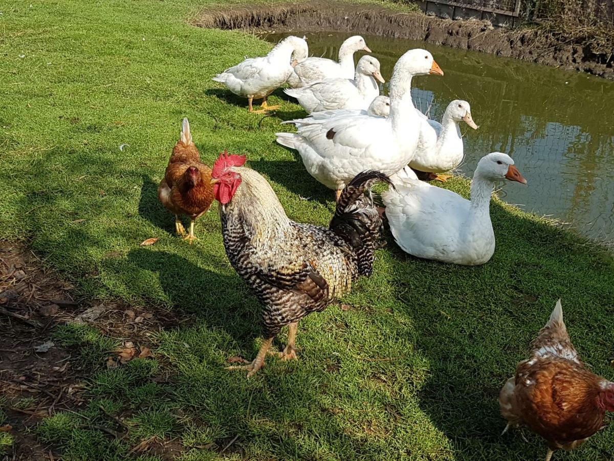 Fewo Am Moorteich Thale Zewnętrze zdjęcie